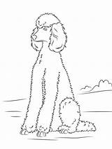 Poodle Mycoloring Poodles sketch template