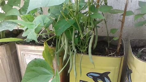 grow beans  container vegetables  freshfood youtube