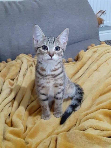 3 month old male bengal kitten for sale in tyseley west midlands