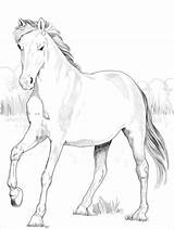 Mustang Spagnolo Horses Supercoloring Animal Castellano Cavalli sketch template