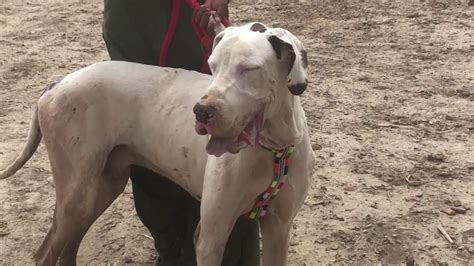 bully dog great dane white great dane  action amrican great