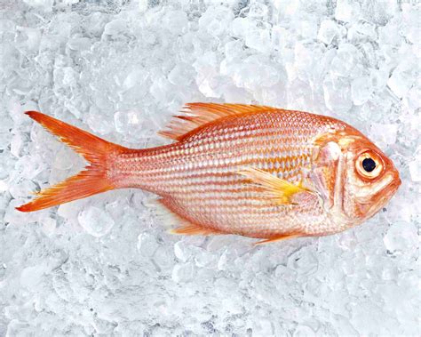 fish allergy symptoms diagnosis  living fish