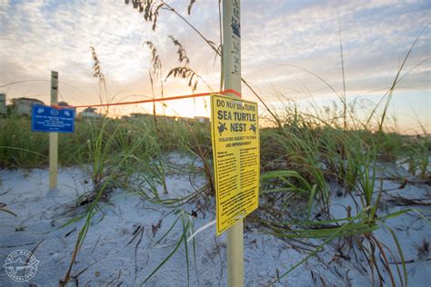 sea turtle nest damaged  suspected poachers  nokomis beach news press mote marine