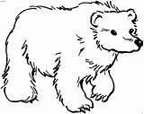 Orsi Disegni Oso Pardo Brown Mewarnai Ausmalbilder Polar Beruang Tiere Carle Colorare Bambini Ausmalen Immagini Malvorlagen Caminando Binatang Gaddynippercrayons sketch template
