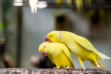 5 Fun Facts About Indian Ringneck Parakeets