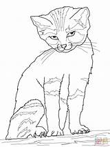 Cat Coloring Pages Sand Printable Kids Color Drawing Coloringpage sketch template