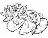 Water Coloring Lily Lilies Pages sketch template