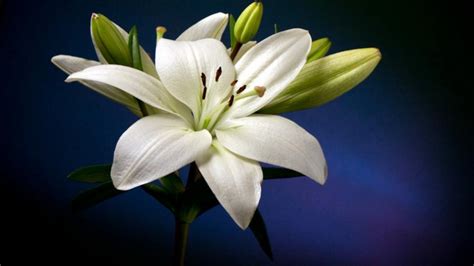 Beautiful White Lily Flower Hd Wallpaper