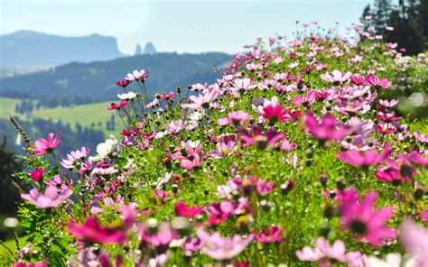 video printemps ou admirer les  beaux champs de fleurs