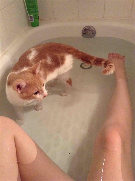 14 Clingy Cats Who Refuse To Give Their Humans A Moment