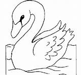 Cisne Colorir Imprimir Aves sketch template