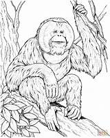 Orangutan Coloring Pages Ape Sits Branch Printable Orangutans Drawing Supercoloring Color Print Apes Animals Kids Clipart Books Animal Monkey Designlooter sketch template