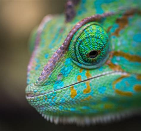 tips   care   exotic reptiles amphibians top