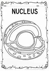 Coloring Cell Nucleus Organelles Template Pages sketch template