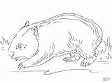 Wombat Coloring Pages Cute Drawing Printable Template Color Mahi Drawings Version Click Getdrawings Designlooter Categories sketch template