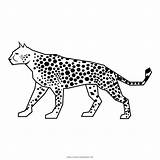 Leopardo Colorare Disegni Vectorified Ultracoloringpages sketch template