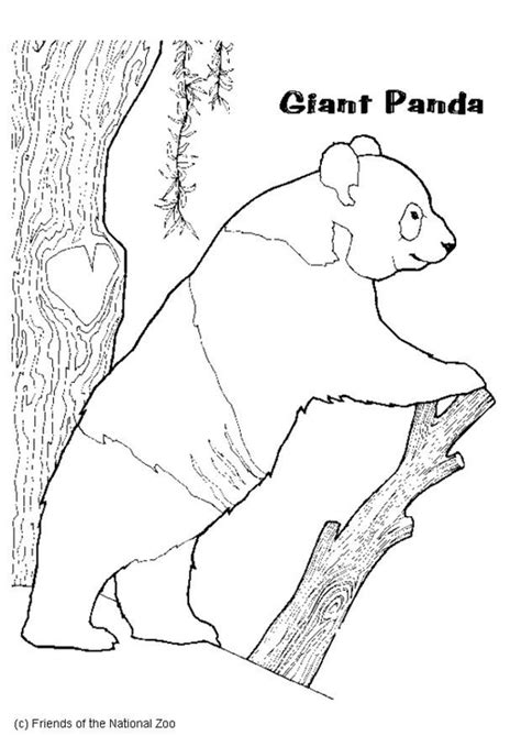 coloring page panda bear  printable coloring pages img