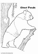 Panda Coloring Bear Pages Animal Edupics sketch template