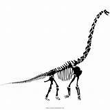 Diplodocus Esqueleto Skelett Dinosaurier Ausmalbilder Ultracoloringpages Malvorlage Langhals Malvorlagen Kopf sketch template