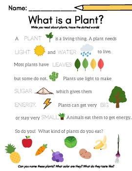 plants worksheets  preschool  pages   plants