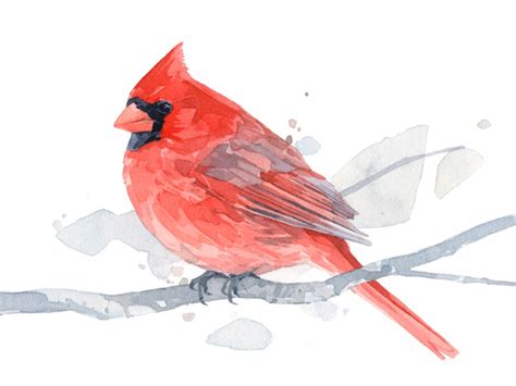 Red Male Cardinal Watercolor Painting David Scheirer