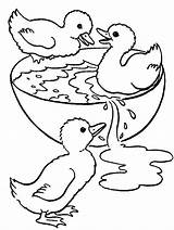 Coloring Duck Duckling Pages Wood Swim Colouring Printable Cute Color Ugly Ducks Swimming Drawing Print Kids Ducklings Clipart Bird Embroidery sketch template