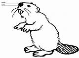 Beaver Coloring Sheet Sheets Beavers Pages Printable Busy  Details Printablesfree Choose Board sketch template
