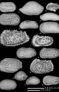 Afbeeldingsresultaten voor "dorataspis Macropora". Grootte: 119 x 185. Bron: www.researchgate.net