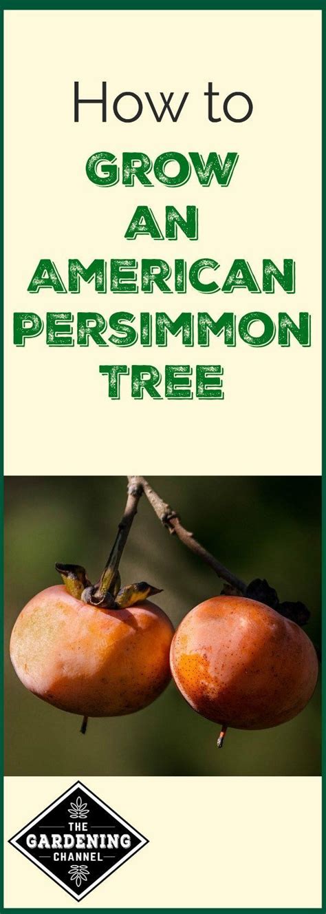 grow  american persimmon tree fruit trees persimmon fruit