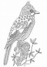 Keiti Pigeon sketch template
