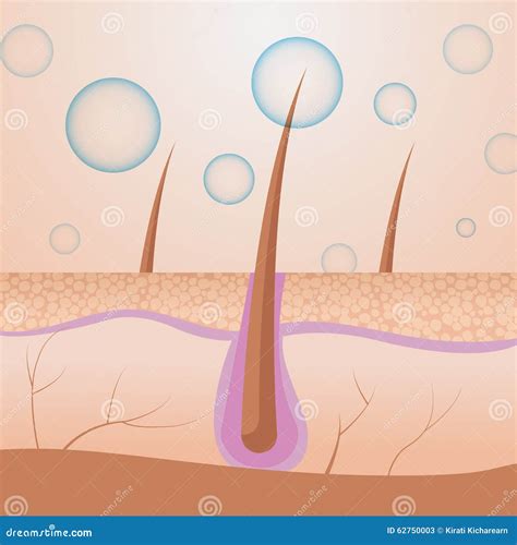 skin internal structure part biology vector stock illustration illustration  science muscle