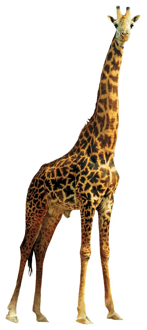 giraffe png image purepng  transparent cc png image library