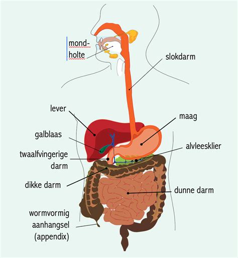 menselijk lichaam