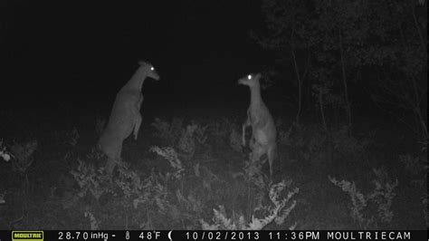 The Creepiest Fight Ever Caught On A Hunter S Trail Cam The Daily Dot