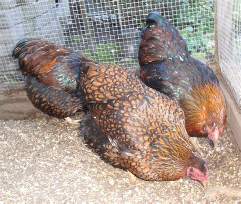 pin  kippenpaginanl hens  roosters