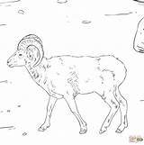 Coloring Pages Sheep Bighorn Dall Printable Print sketch template