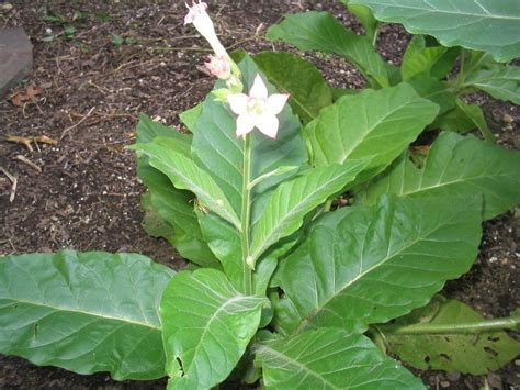 dt  dark tobacco world seed supply