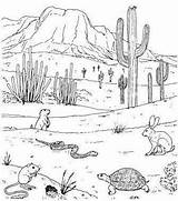 Desert Drawing Ecosystem Animals Draw Plants Life Drawings Cactus Biome Kids Landscape Yahoo Search Results Choose Board Adapt Paintingvalley Biomes sketch template