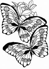 Schmetterling Blumen Ausmalen Schmetterlinge sketch template