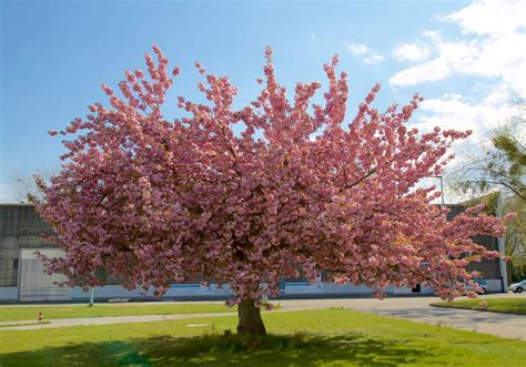 prunus serrulata kiku shidare zakura japanese cherry leafland