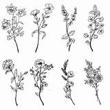 Flowers Drawings Tattoo Flower Tattoos Wildflower Drawing Sketches Small Endures Floral Gods Rain Good Sketch Colossians Dainty Wild Inspiration Bouquet sketch template