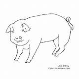 Pig Coloring Line Pages Color Index Own sketch template