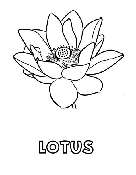lotus coloring pages  getdrawings