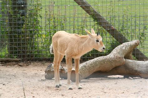 arabian oryx  white oryx oryx leucoryx   medium sized antelope   distinct