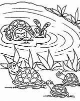 Coloring Pond Mother Turtle Babies Pages Bring Her Animal Choose Board Animals Kids Button Through Print Coloringsun sketch template