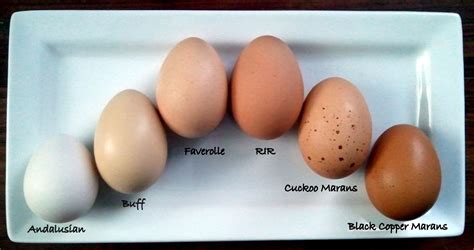 Which Breeds Of Chickens Lay Colored Eggs Chicken Egg