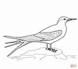 Coloring Arctic Tern Pages Printable Drawing Animals Clipart Drawings Puzzle sketch template