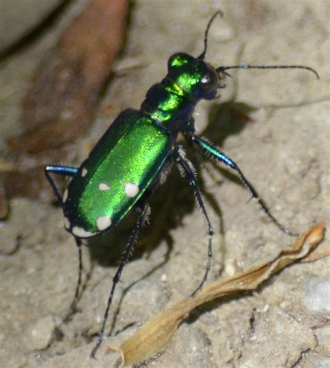 careful   kill    shiny emerald insect   emerald