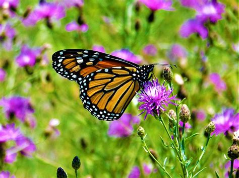 male monarch butterfly photograph by theresa nye fine art america