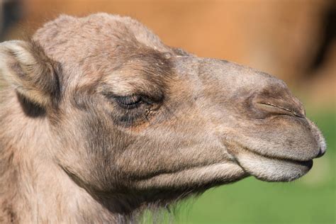 curiosidades sobre los camellos hogarmania